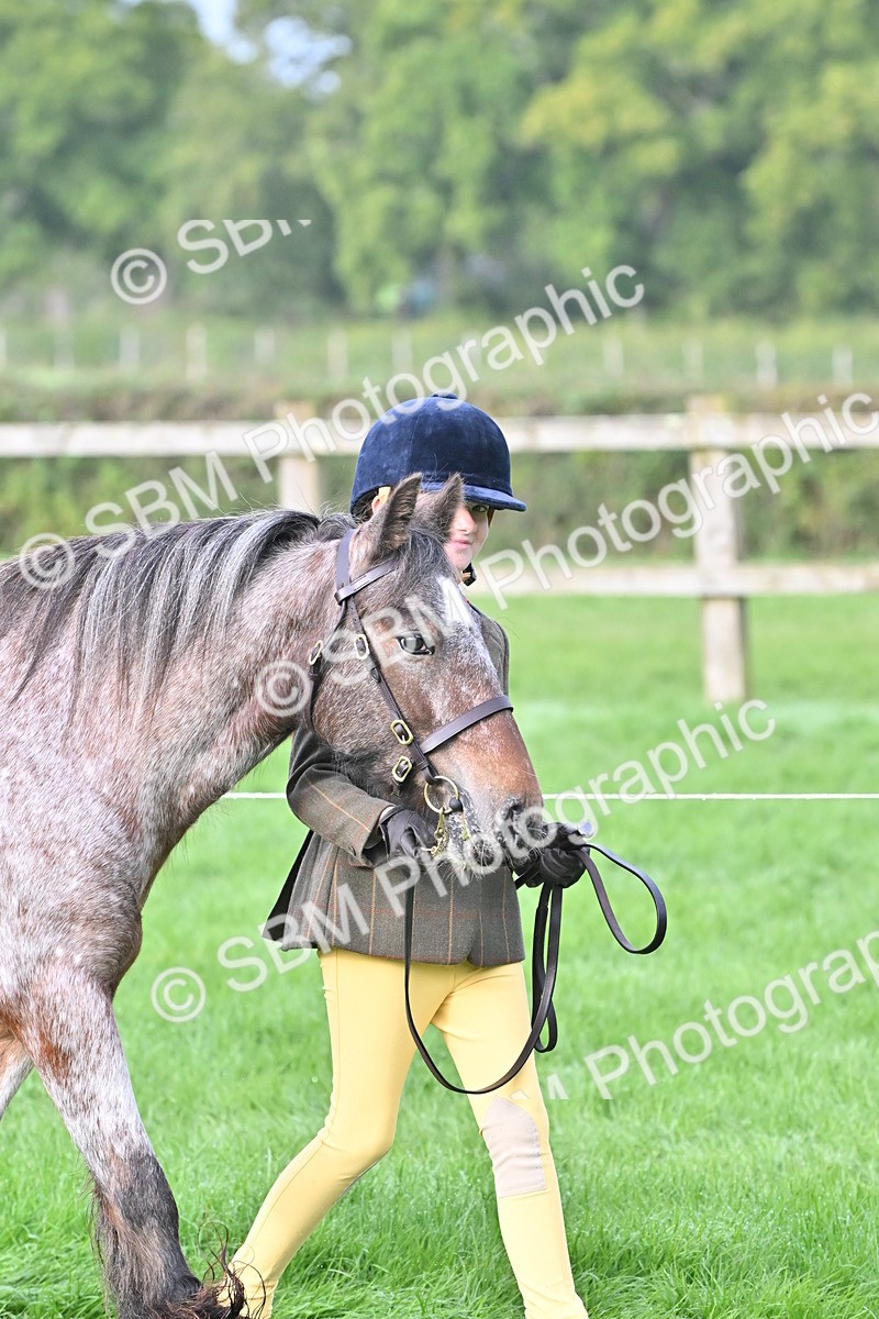 SBM_56837 - S45 - Coloured Pony In Hand