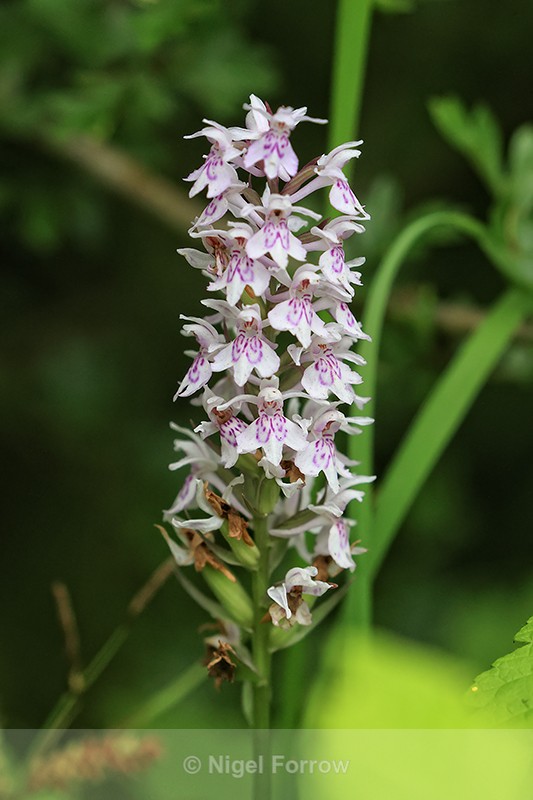 Common Spotted-orchid, Warburg Reserve, Chiltern Hills, Oxfordshire - PLANTS