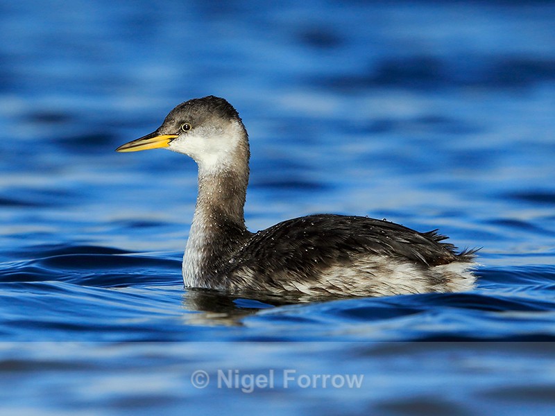 Red-necked Grebe, Farmoor Reservoir - Red-necked Grebe