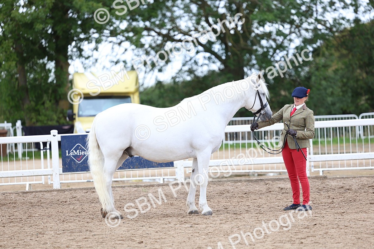 SBM_05123 - Class 27 - IH Competition Horse or Pony