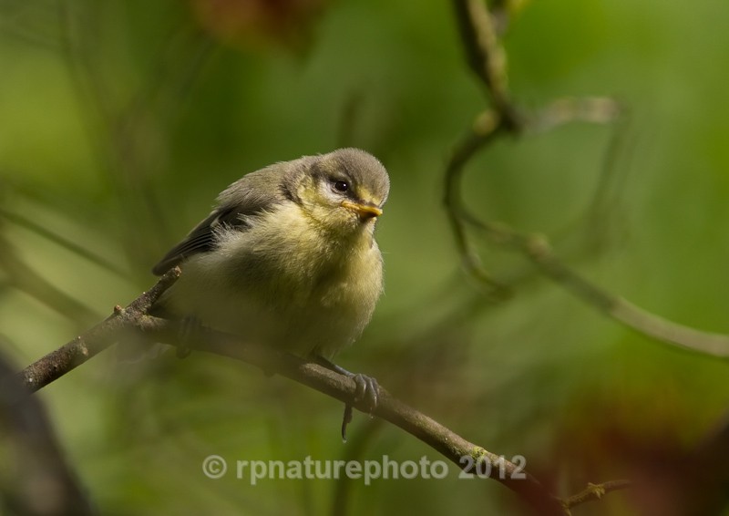 Juvenile Blue Tit -Cyanistes caeruleus RPNP0102 - Birds