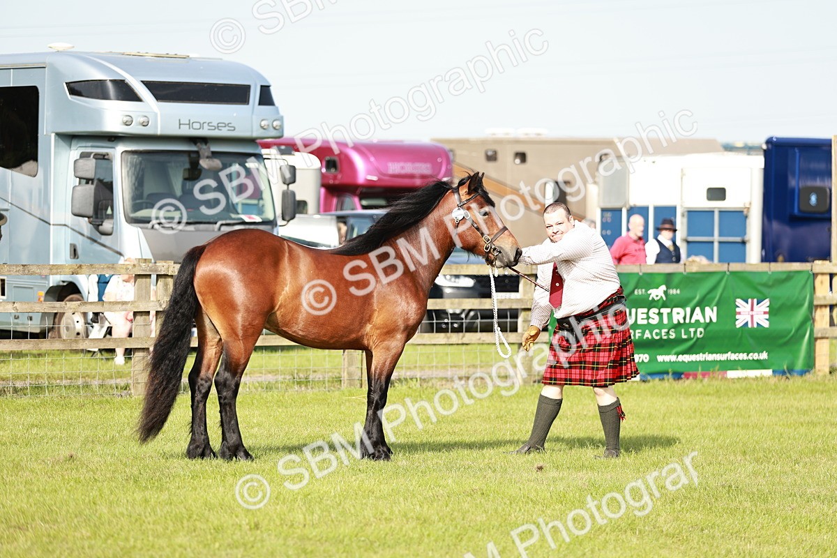 SBM_00687 - Class 14-23 - Mountain & Moorland In Hand Non Welsh
