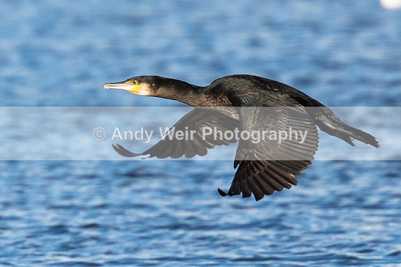 20150322-8E0A8383 - Cormorant