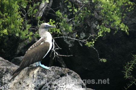 Blue-footed Booby - Galapagos Islands