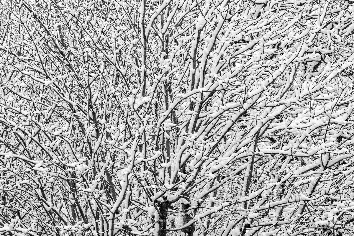 Snowfull - WINTER