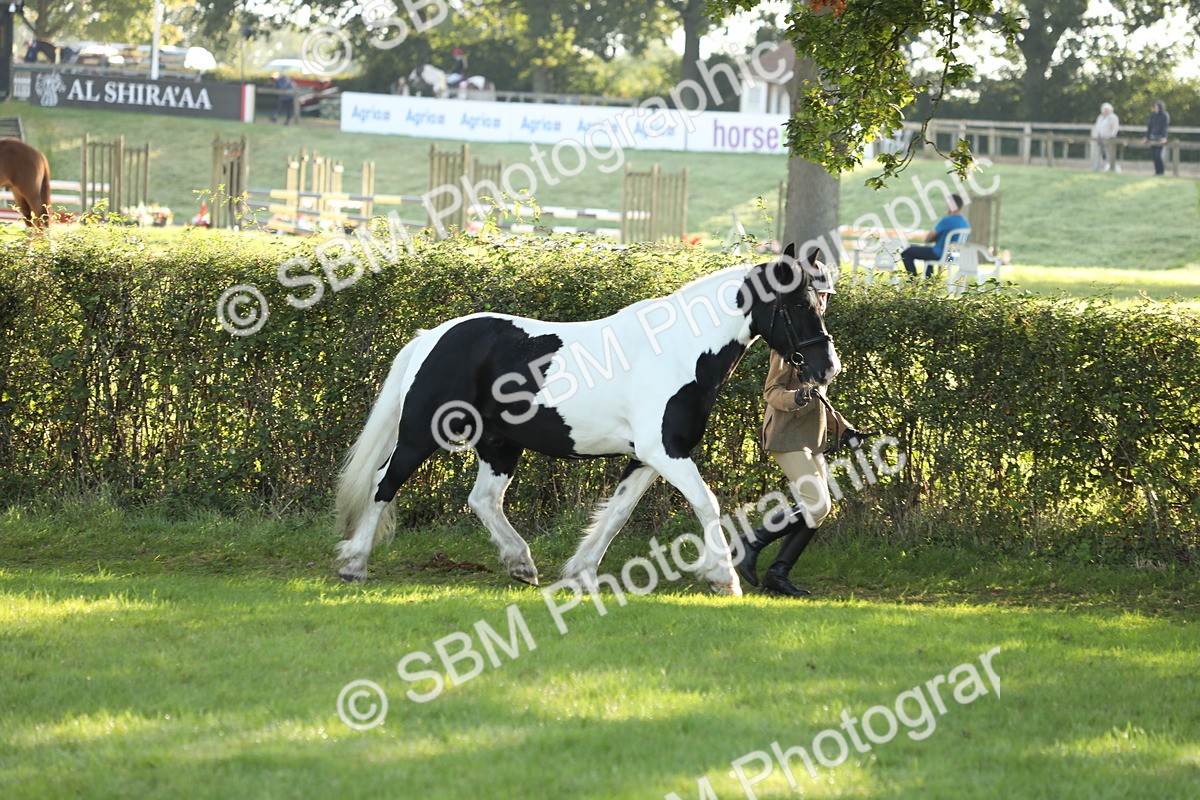 SBM_60891 - S43 - Coloured Pony In Hand