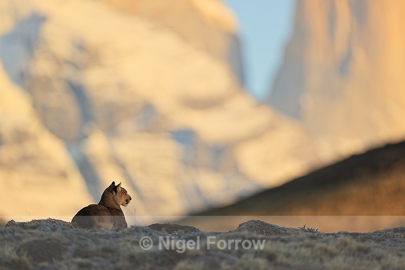 Puma Petaca sunlit mountains background, Torres del Paine, Chile - Puma