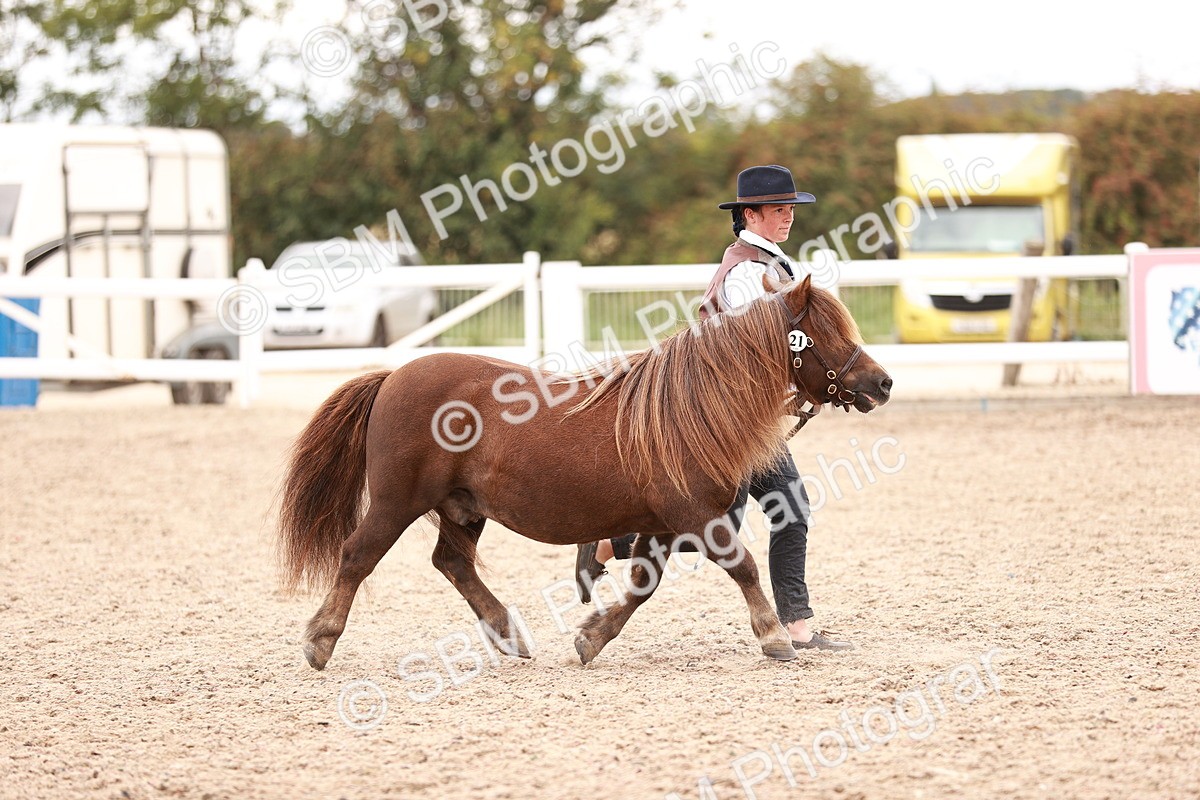 SBM_16913 - Class 415 - Horse-Pony Judge would most like to take home