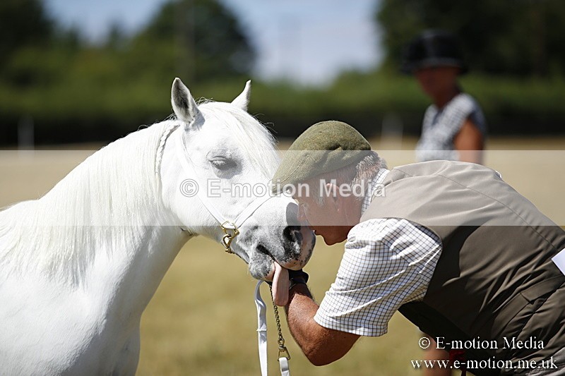 _C7A0158 - In Hand Championship BVRC Show 2018