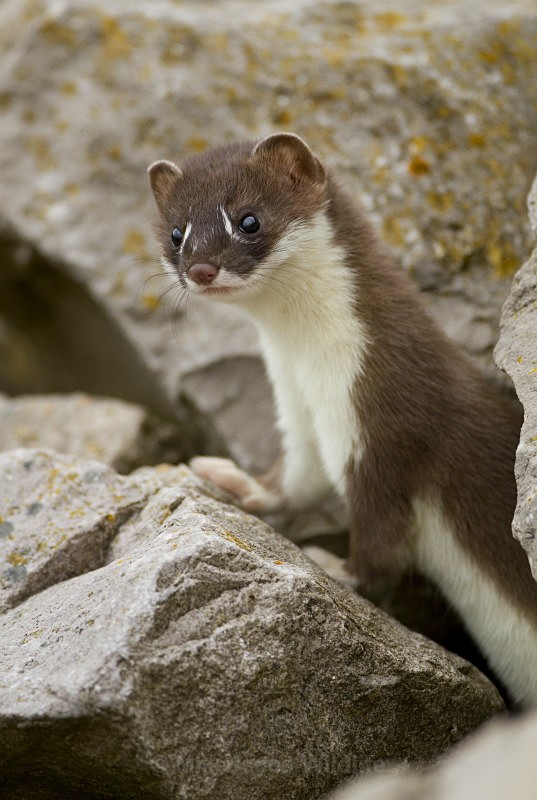 Stoat Kit. Conwy, ref st 2 - STOATS (KITS)
