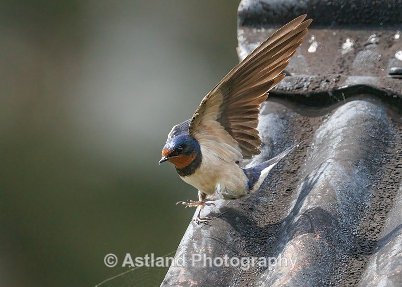 Swallow - Latest Images