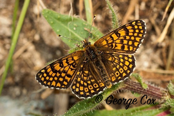 Glanville Fritillary at Horseshoe Bay, Isle of Wight