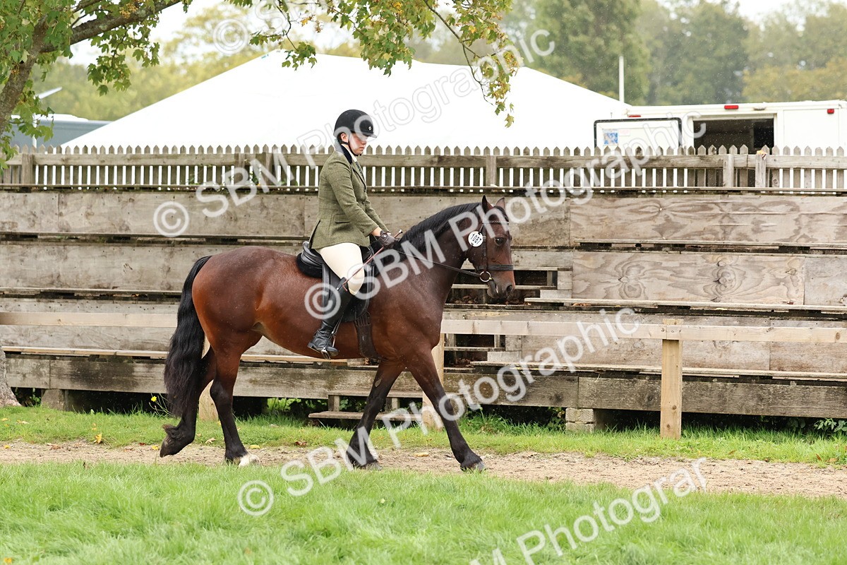 SBM_69510 - S62 - Mountain & Moorland Ridden Large Breeds