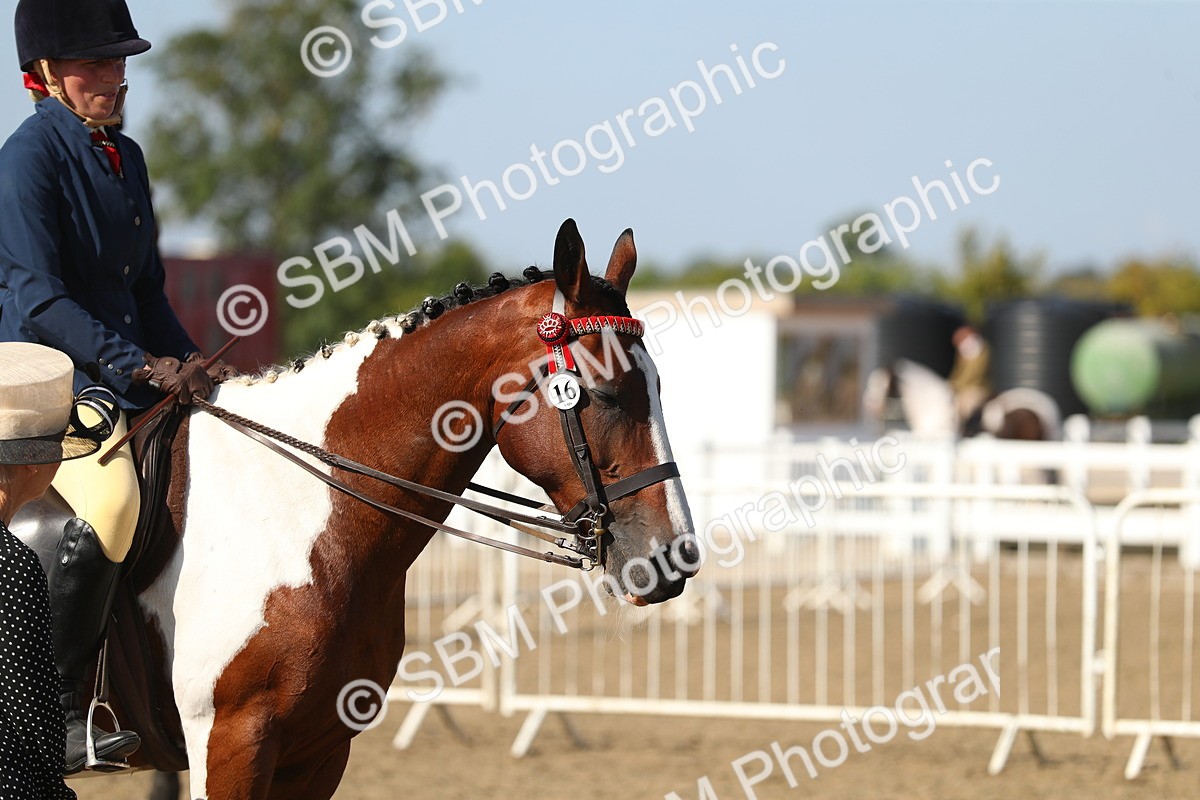 SBM_02280 - Class 43 Ridden Competition Horse/Pony