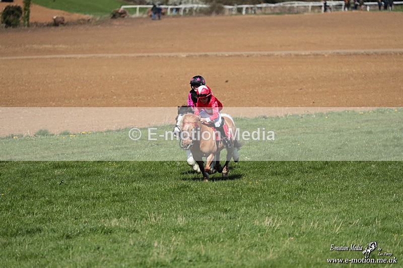 Shet 060426 151 - Shetland Pony Racing Paxford Races Easter Mon 06/04/26