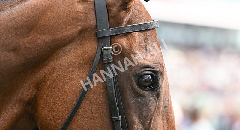 220826-181 Mr Hollywood - Race 4 15.35pm Sky Bet Ebor Handicap