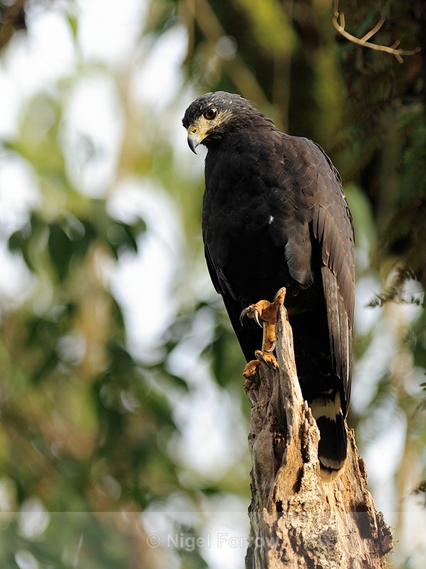 Common Black Hawk perched on a dead tree trunk at Bosque del Cabo - Common Black Hawk