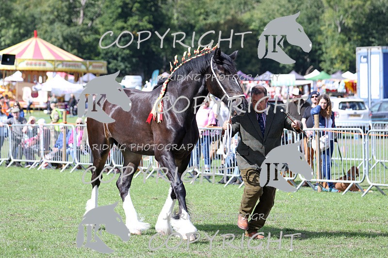 APP_3207 - Class 3 Youngstock