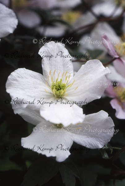 Clematis Montana Alba - Plants