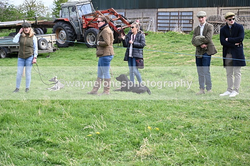 WJ6_8778 - Class 8 Best Working / Gun Dog or Bitch