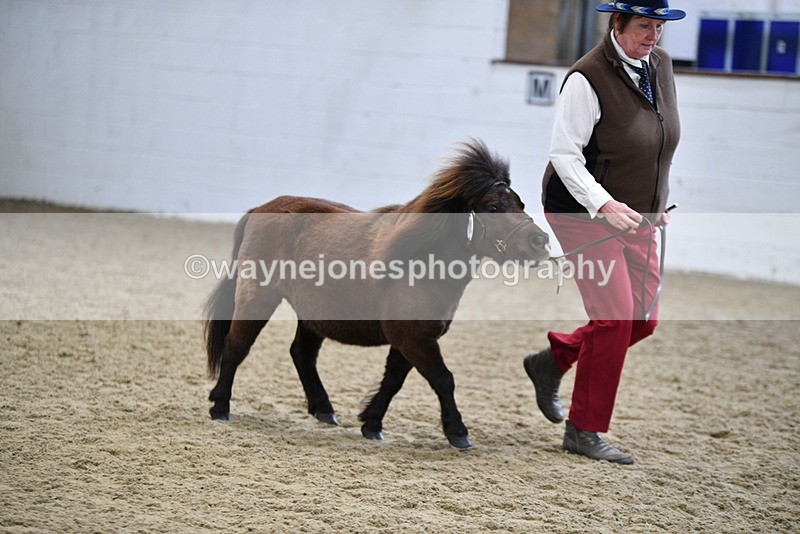 WJ5_5467 - Class 4 In hand M&M - small breeds