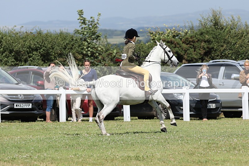 JPP_2105 - Class 19: Working Hunter 60cm