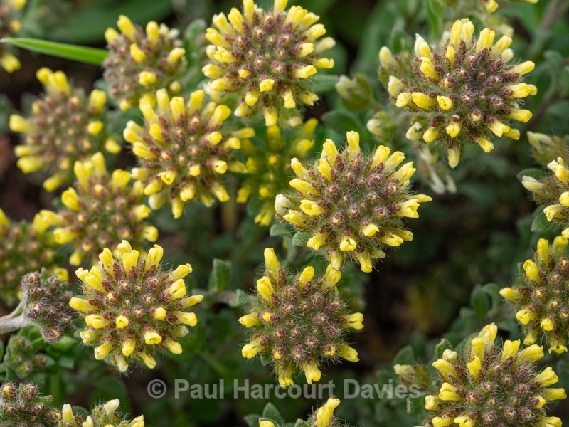 Small Alyssum (Alison) Alyssum alyssoides - Wild Flowers - 2