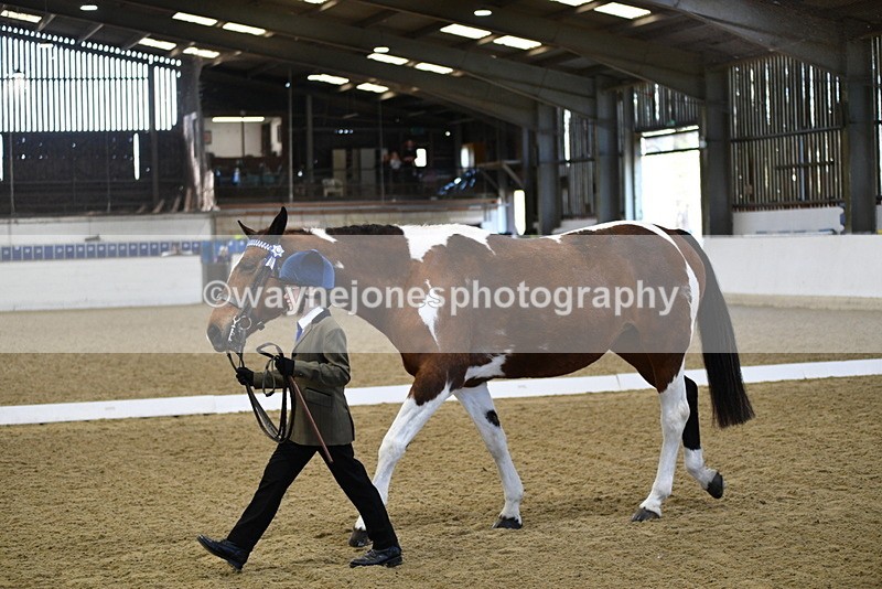 WJ5_3826 - Class 5 In Hand Veterans