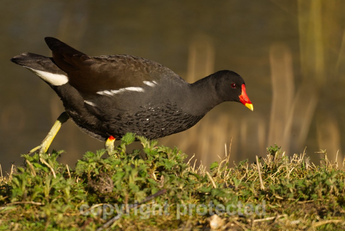 Moorhen - Lackford Lakes - Suffolk - Birds
