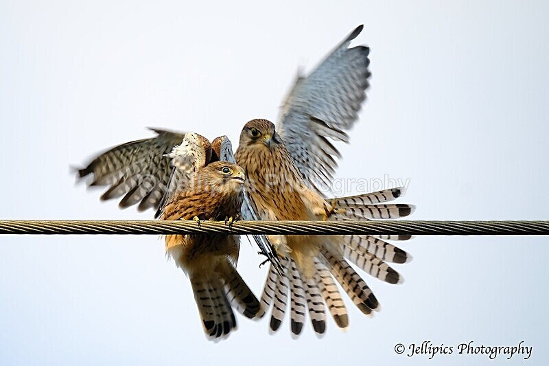  - Wildlife and Nature