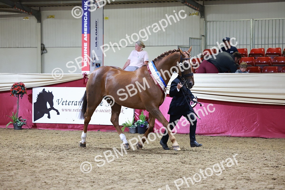SBM_20523 - Class G - IH Large (over 148cm)Champ