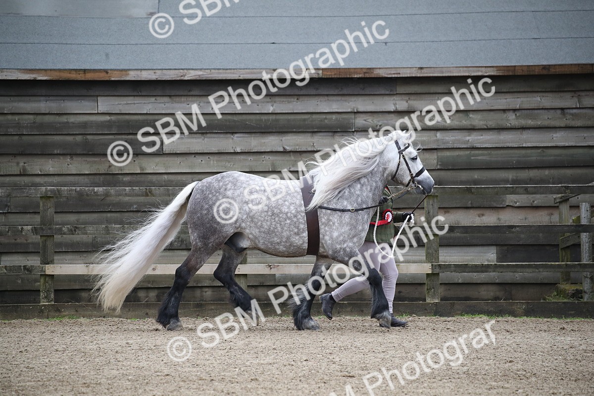 SBM_004054 - Class 1-4 - Young Stock classes Inc. In Hand Championship