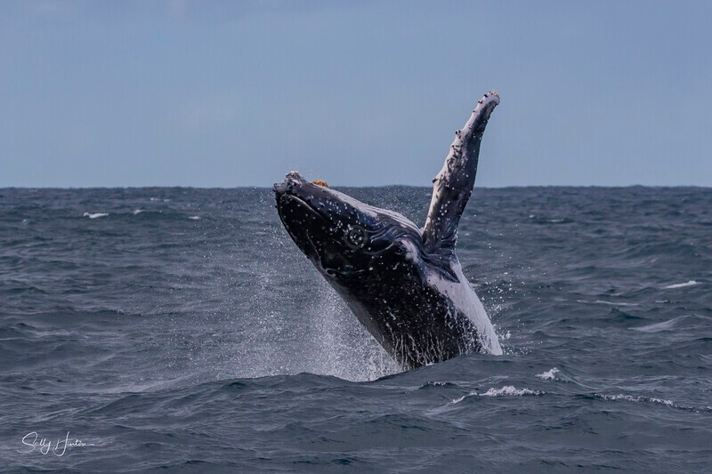 0A3A2575. Humpback Breach 9 - 2026 Whales