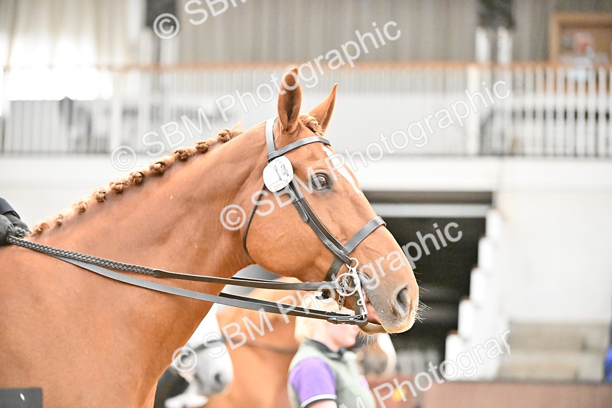 SBM_002728 - Ridden Showing Supreme Championships