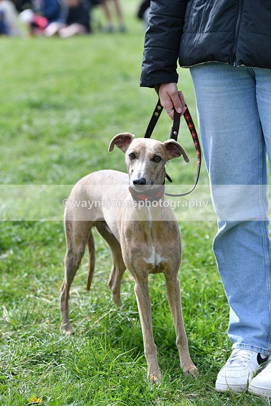 WJ5_9773 - Class 3 Most Handsome Dog