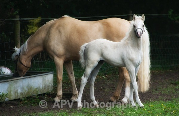  - Horses'n'Ponies