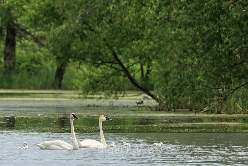 Trumpeter Swan family, Buffalo, Minnesota - Trumpeter Swan