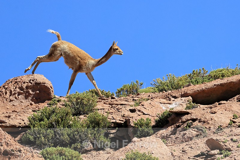 Vicuna running along ridge, Chile - Vicuna