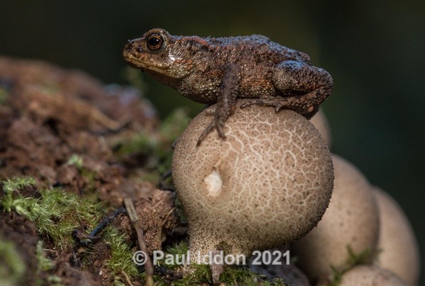 Toad on a Toadstool - Macro
