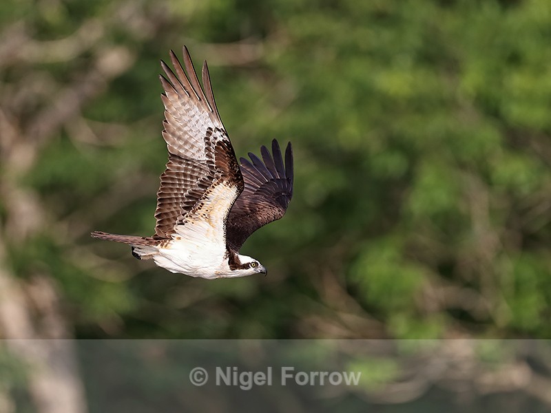 Osprey swoops down from perch, Blue Cypress Lake, Florida - Osprey