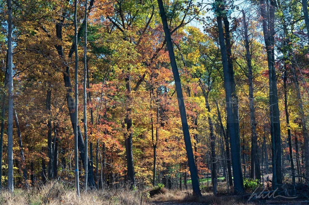 DSC_7995 - Autumn