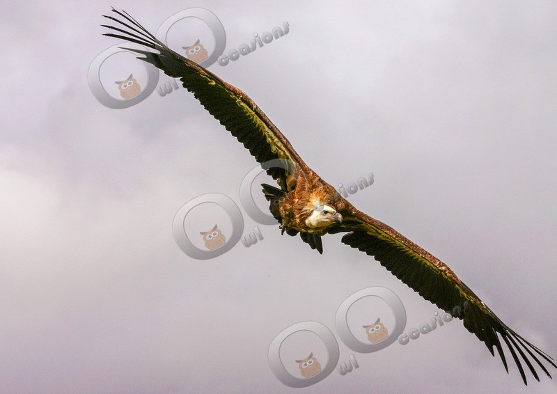 griffon vulture Gyps fulvus-1 - BoP from around the world