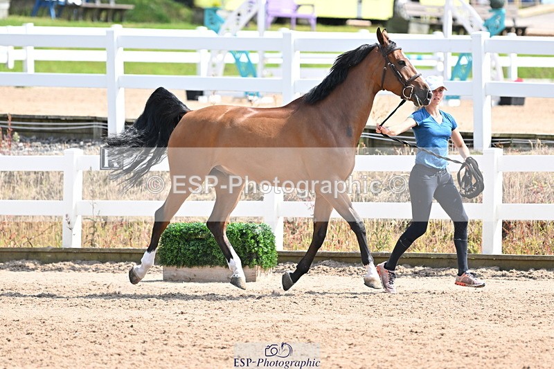 240717A-152057-02775 - Trot Up 3pm to 4pm