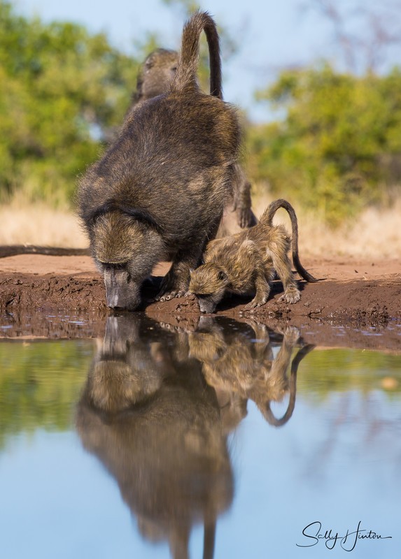 Baboon Reflection 2