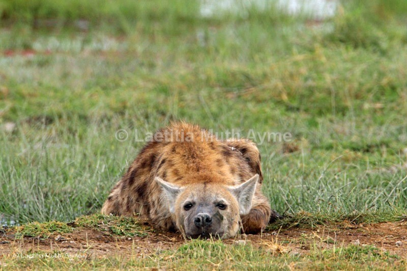 _84Y0639 Amboseli - Various Artists
