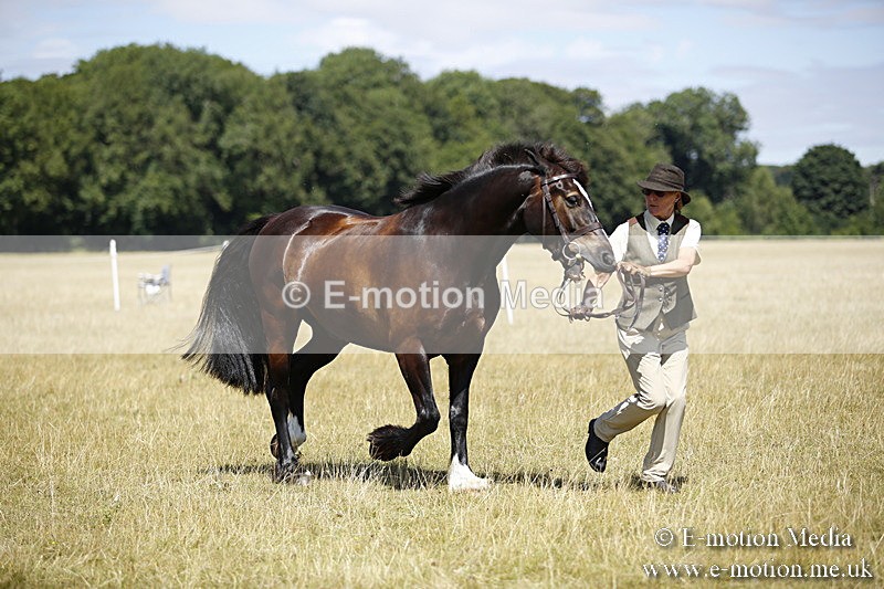 _C7A0074 - BVRC Sow 2018 Ring 2