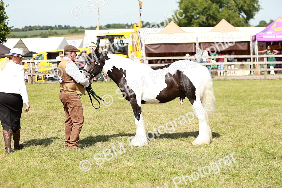 SBM_08648 - Class 63-65 - Traditional Gypsy Cobs In Hand & Ridden