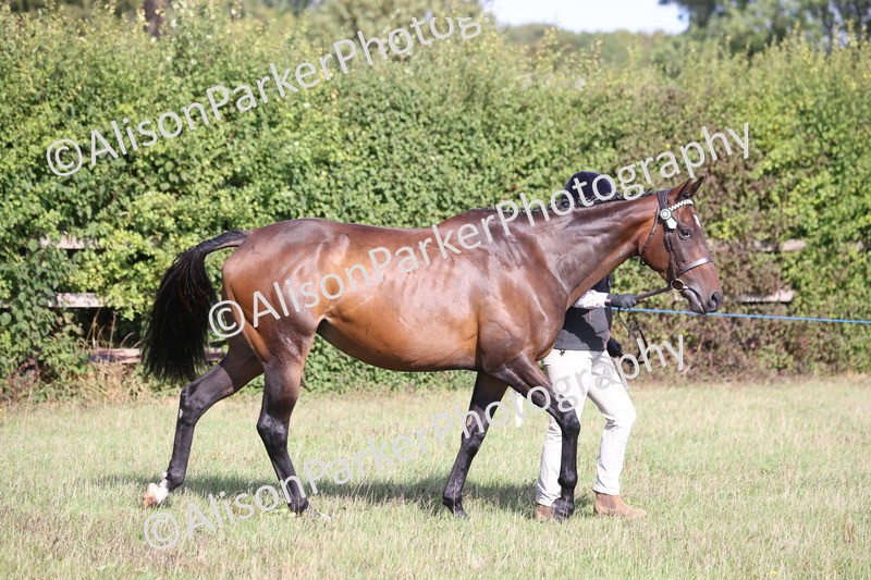 20260906-0653 - Class 22 - Ex Racehorse