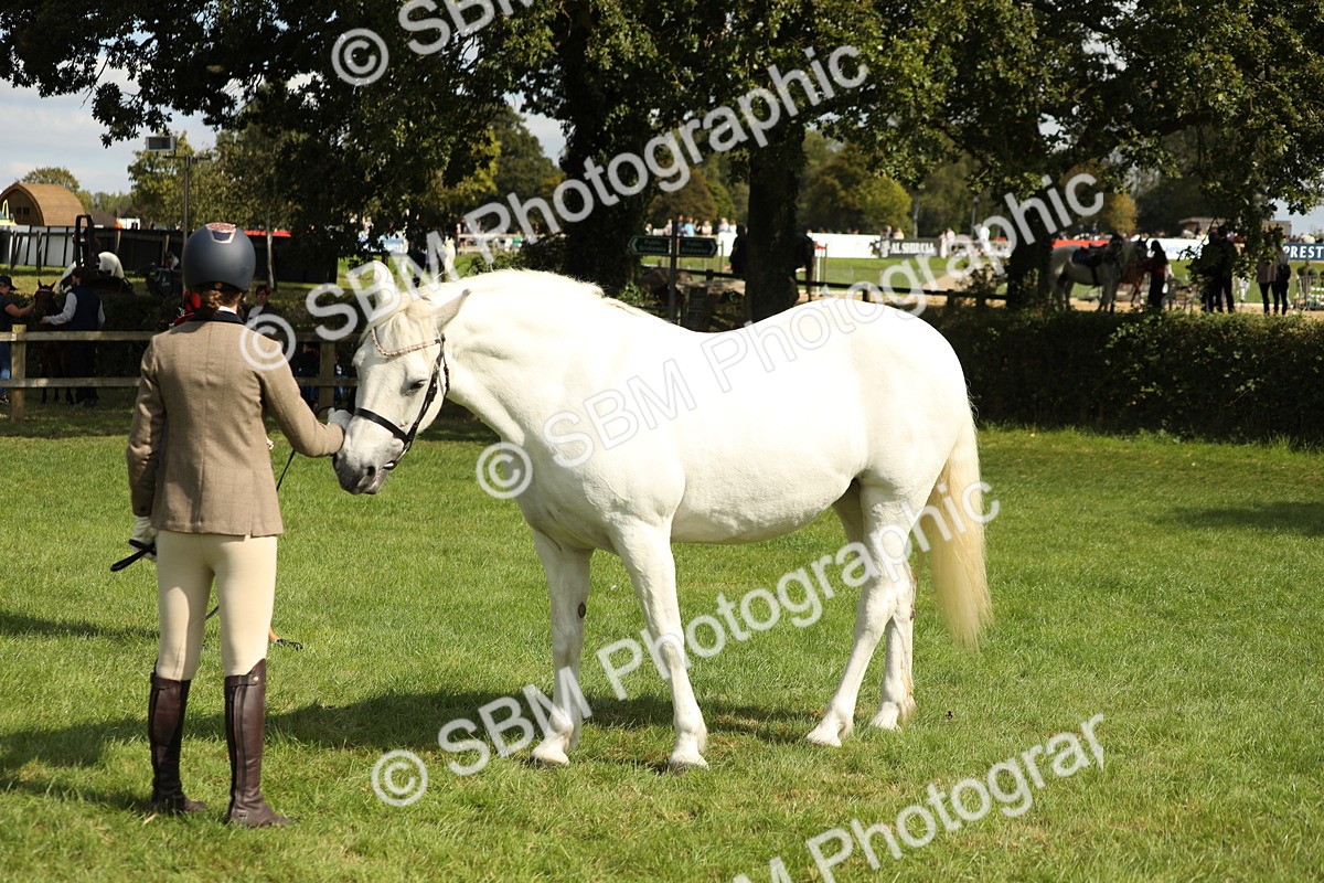 SBM_65486 - S47 - Mountain & Moorland In Hand Large Breeds