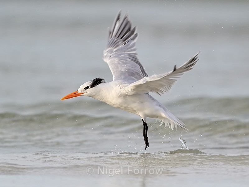 Royal Tern takes off from sea, Fort De Soto, Florida - Royal Tern